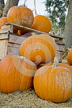 Pumpkins in a harvest patch