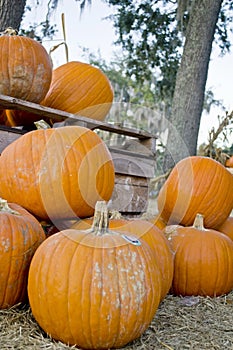 Pumpkins in a harvest patch