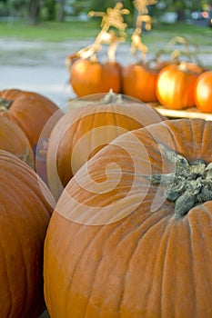 Pumpkins in a harvest patch