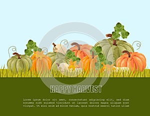 Pumpkins harvest Vector. autumn seasonal banner templates