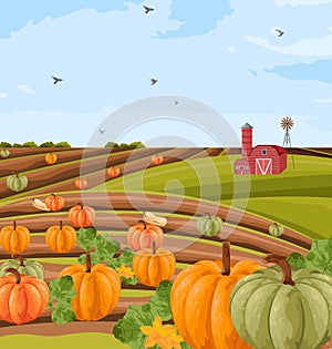 Pumpkins harvest Vector. autumn seasonal banner templates
