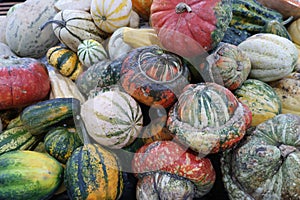 Pumpkins, heap of vegetables with different shapes and colors