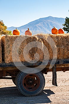 Pumpkins Hitching a Ride