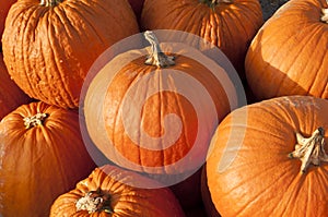 Pumpkins photo