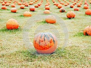 Pumpkins with Jack O Lantern face in the field for halloween