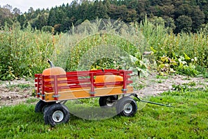 Pumpkins in a Kids Wagon