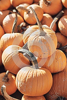 Pumpkins-2019_06