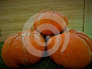 Pumpkins laying against a wooden board.