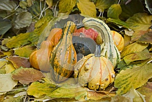 Pumpkins and leaves