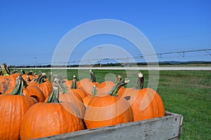 Pumpkins loaded on a wagon