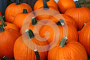 Pumpkins photo