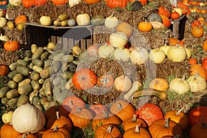 Pumpkins on a Market