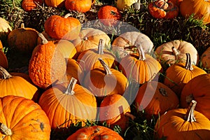 Pumpkins on a Market