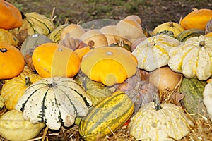 Pumpkins on a Market