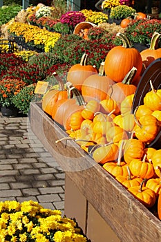 Pumpkins at the market