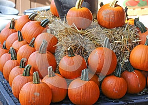 Pumpkins at the market