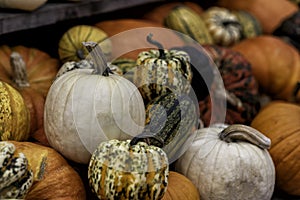 pumpkins on a market in autumn