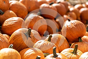 pumpkins on a market in autumn