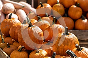 pumpkins on a market in autumn