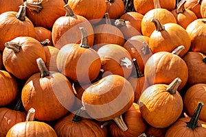 pumpkins on a market in autumn