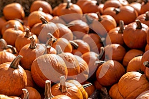 pumpkins on a market in autumn