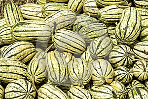 pumpkins on a market in autumn