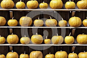 pumpkins on a market in autumn