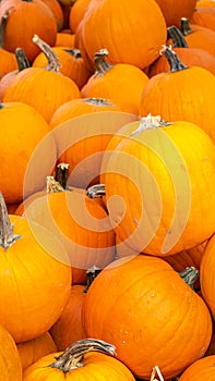 Pumpkins, on a market stall photo