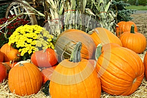 Pumpkins, Mums and Cornstalks
