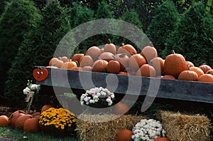 Pumpkins and mums on display.