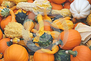 Pumpkins natural background. Pumpkins close up.