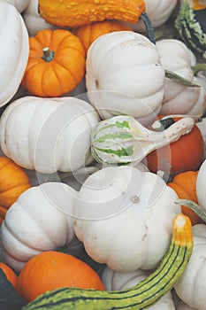 Pumpkins natural background. Pumpkins close up.