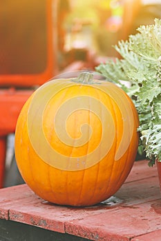 Pumpkins natural background. Pumpkins close up.