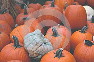 Pumpkins natural background. Pumpkins close up.