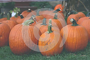 Pumpkins natural background. Pumpkins close up.