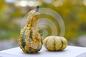 Pumpkins natural background. Pumpkins close up.