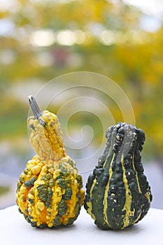 Pumpkins natural background. Pumpkins close up.