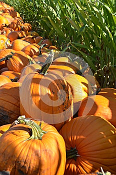 Pumpkins next to a corn field