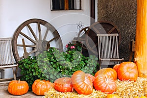 Pumpkins next to plant and old wagon wheel
