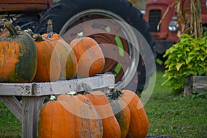 Pumpkins and old Farm Tractors