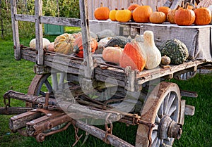 Pumpkins Old Farm Wagon