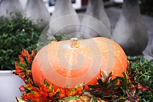 Pumpkins orange and decoration autumn maple leaves in garden for thanksgiving day or halloween background