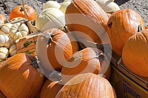 Pumpkins