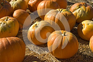Pumpkins in a patch