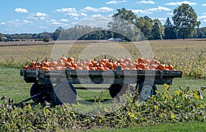 Pumpkins are piled high on a wooden wagon in a Michigan pumpkin field