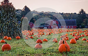 Pumpkins placed for picking near red barn in early morning dew grass
