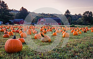 Pumpkins placed for picking near red barn in early morning dew grass