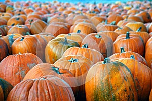 Pumpkins a'plenty