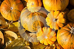 Pumpkins in pumpkin patch photo