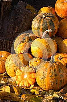 Pumpkins in pumpkin patch photo